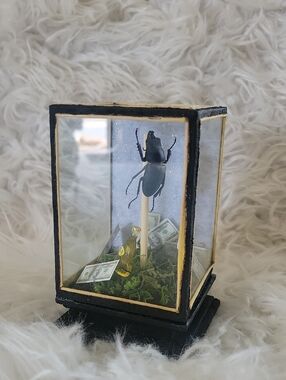 Beetle Display in Black and Gold